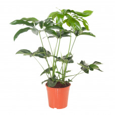 Philodendron Green Wonder