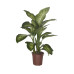 Dieffenbachia seguine Tropic Snow