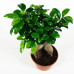 Ficus Gin Seng