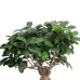 Ficus Ginseng met vertakte wortel in Noah Korb