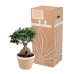 Ficus Ginseng met vertakte wortel in Noah Korb