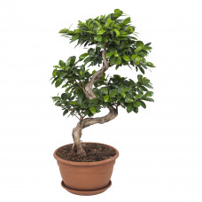 Ficus Gin Seng Bonsai