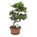 Ficus Gin Seng Bonsai