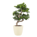 Ficus Gin Seng Bonsai met Elho Brussels Round pot Soap