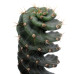 SpiraalCactus