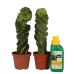 Spiraalcactus