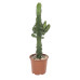 Euphorbia cactus