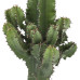 Euphorbia cactus