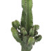 Euphorbia cactus