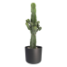 Euphorbia cactus in ® ELHO b.for soft sierpot