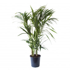 Kentia Palm