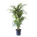 Kentia Palm