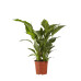 Lepelplant Spathiphyllum Sweet Lauretta