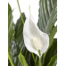 Lepelplant Spathiphyllum Sweet Lauretta