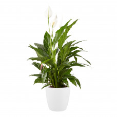 Lepelplant Spathiphyllum Elho Brussels Round White