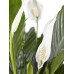 Lepelplant Spathiphyllum Vivaldi