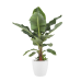 Musa bananenplant met Elho Brussels Round pot White