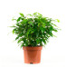 Ficus Green Kinky