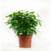 Ficus Green Kinky