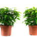 Ficus Green Kinky