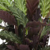 Calathea Rufibarba