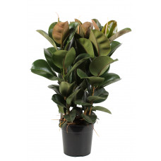 Ficus Elastica (Rubberboom)