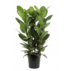 Ficus Audrey