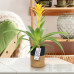 Guzmania Deseo Yellow single