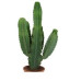 Euphorbia cactus