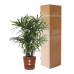 Rhapis Excelsa in Elho® Greenville pot