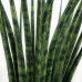 Sanseveria Fernwood Mikado