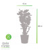 Polyscias Fabian in Elho® Greenville pot