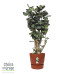 Polyscias Fabian in Elho® Greenville pot