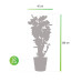 Polyscias Fabian in Elho® Greenville pot