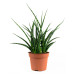 Sanseveria Fernwood Punky