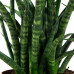 Sanseveria Fernwood Punky