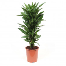 Dracaena Janet Lind