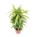 Dracaena Lemon Lime