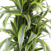 Dracaena Lemon Lime