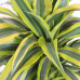 Dracaena Lemon Lime