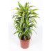 Dracaena Lemon Lime