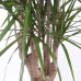 Dracaena Marginata