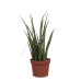 Sanseveria