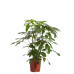 Schefflera Amate, Vingersboom