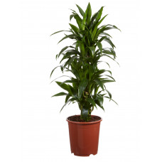 Drakenboom, Dracaena Janet Craig