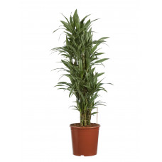 Drakenboom, Dracaena Warneckei