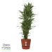 Dracaena Warneckei in Elho® Greenville pot