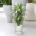 Dracaena Warneckei in Elho® Greenville pot