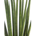 Sanseveria