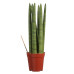 Sanseveria